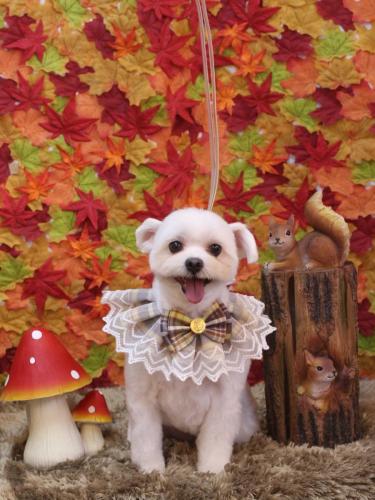 20241108うるちゃん